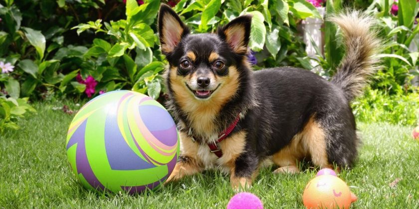 Unveiling the Biggest Chihuahua Breed: Size, Traits, and Fascinating ...