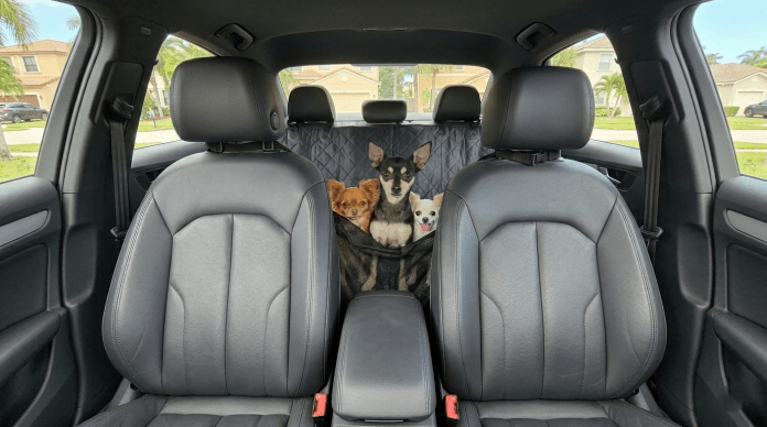 Five Chihuahuas settled on a waterproof hammock seat cover during a road trip, surrounded by Chihuahua travel essentials