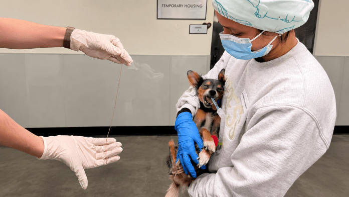 Person holding dog during examination. Edward the Chihuahua Swallowed a Foreign Object