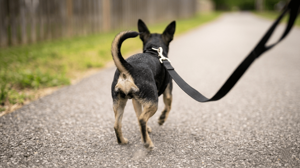 Chihuahua wearing a harness for gentle, airway-friendly handling on a walk