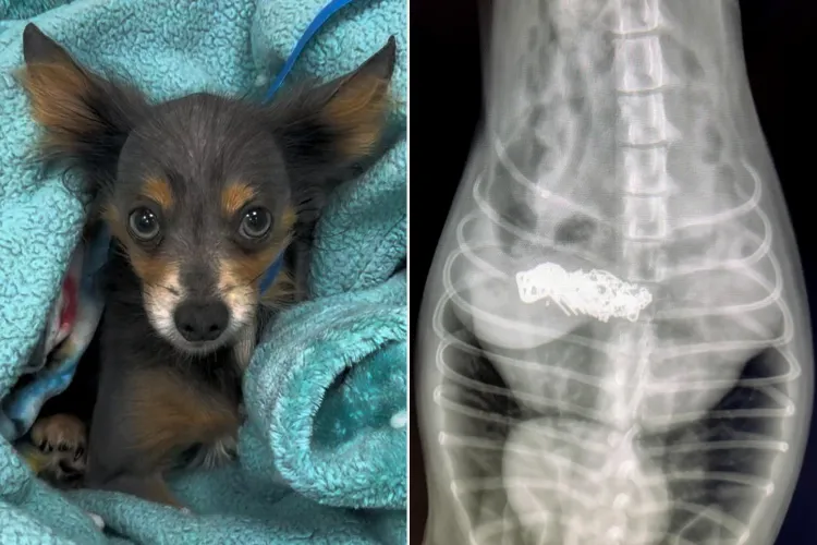 Edward the Chihuahua Swallowed a Foreign Object