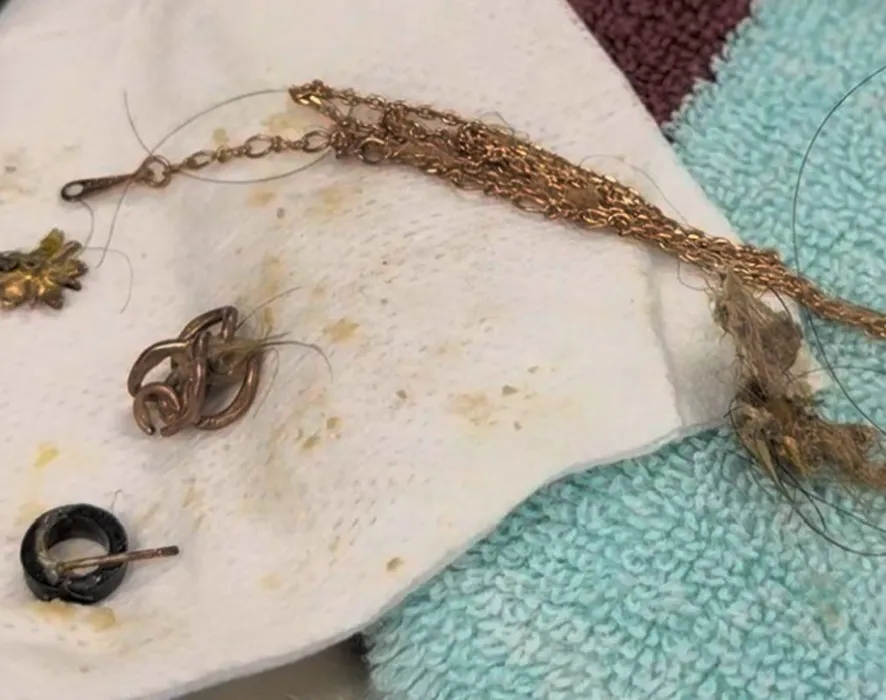Edward the Chihuahua Swallowed a Foreign Object
