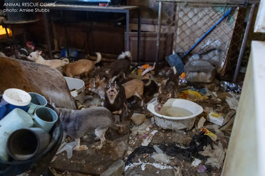 Chihuahuas rescued from hoarding case in Tennessee