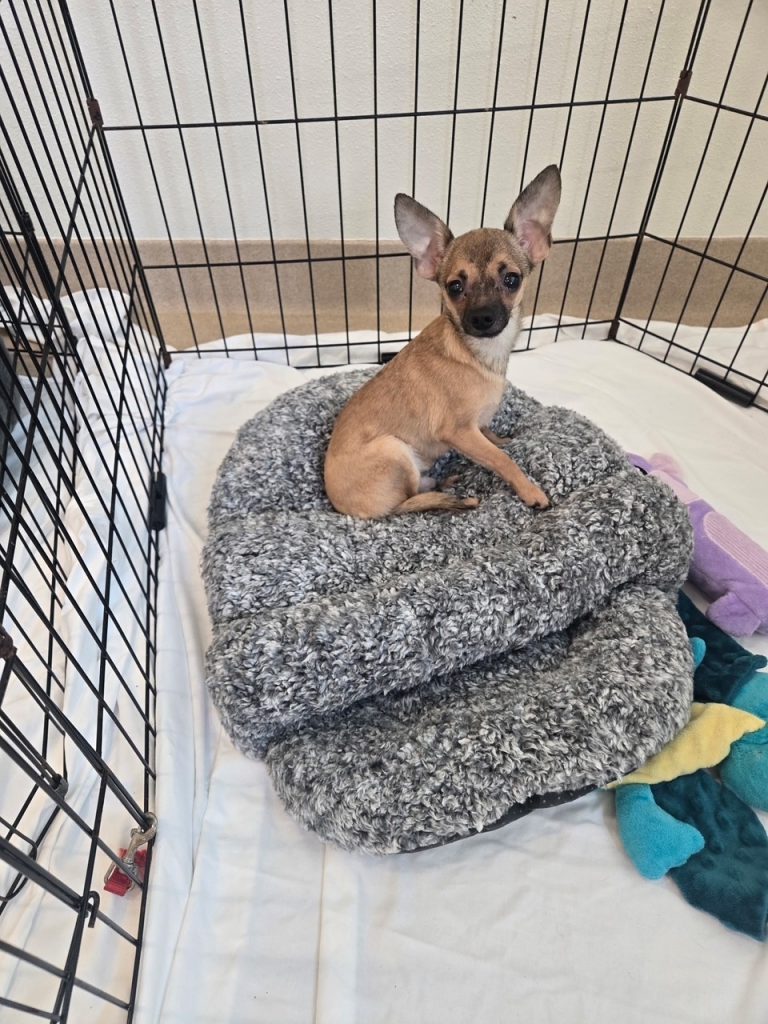 Tiny rescue Chihuahua on a comfortable warm blanket