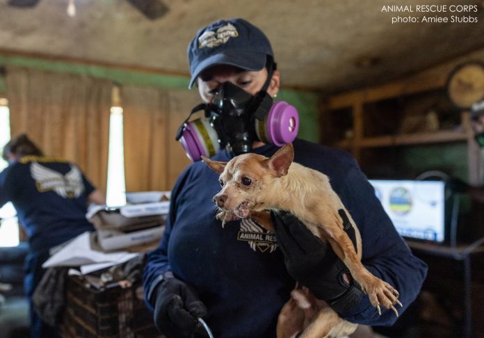 Small Chihuahua rescued from hoarding resting in a quiet Florida shelter
