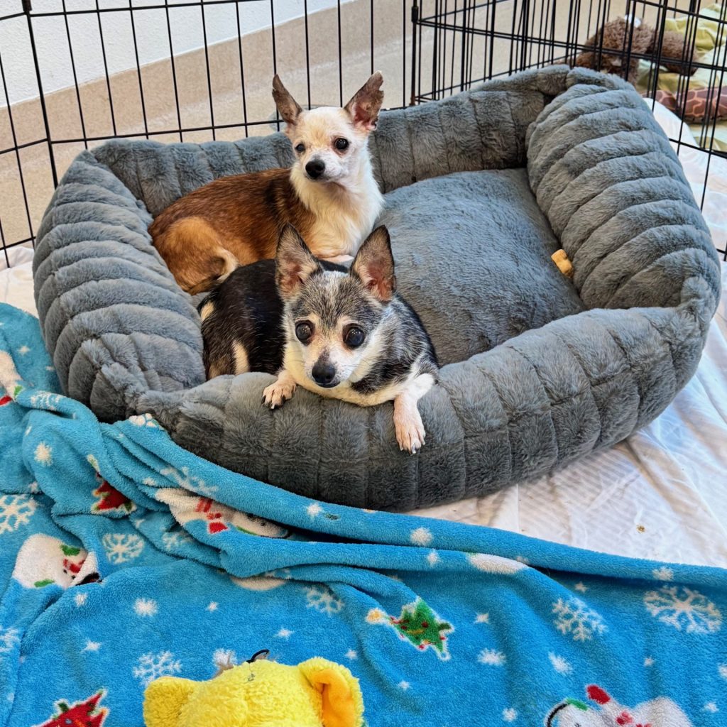 Tri-county Animal Rescue Chihuahuas waiting for adoption