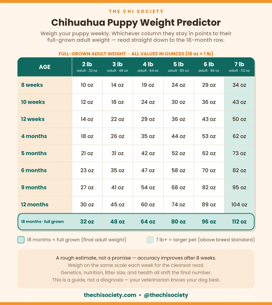 Chihuahua puppy weight predictor chart showing full-grown adult Chihuahua weight from 8 weeks to 18 months