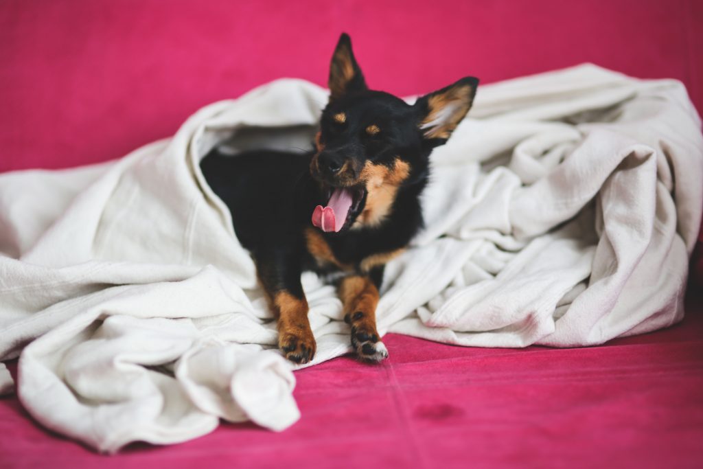 Tiny Chihuahua nested inside a fleece blanket forming a cozy den