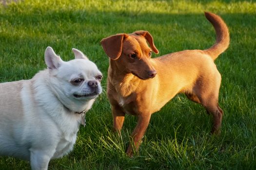 small dog fear and chihuahua aggressive behavior