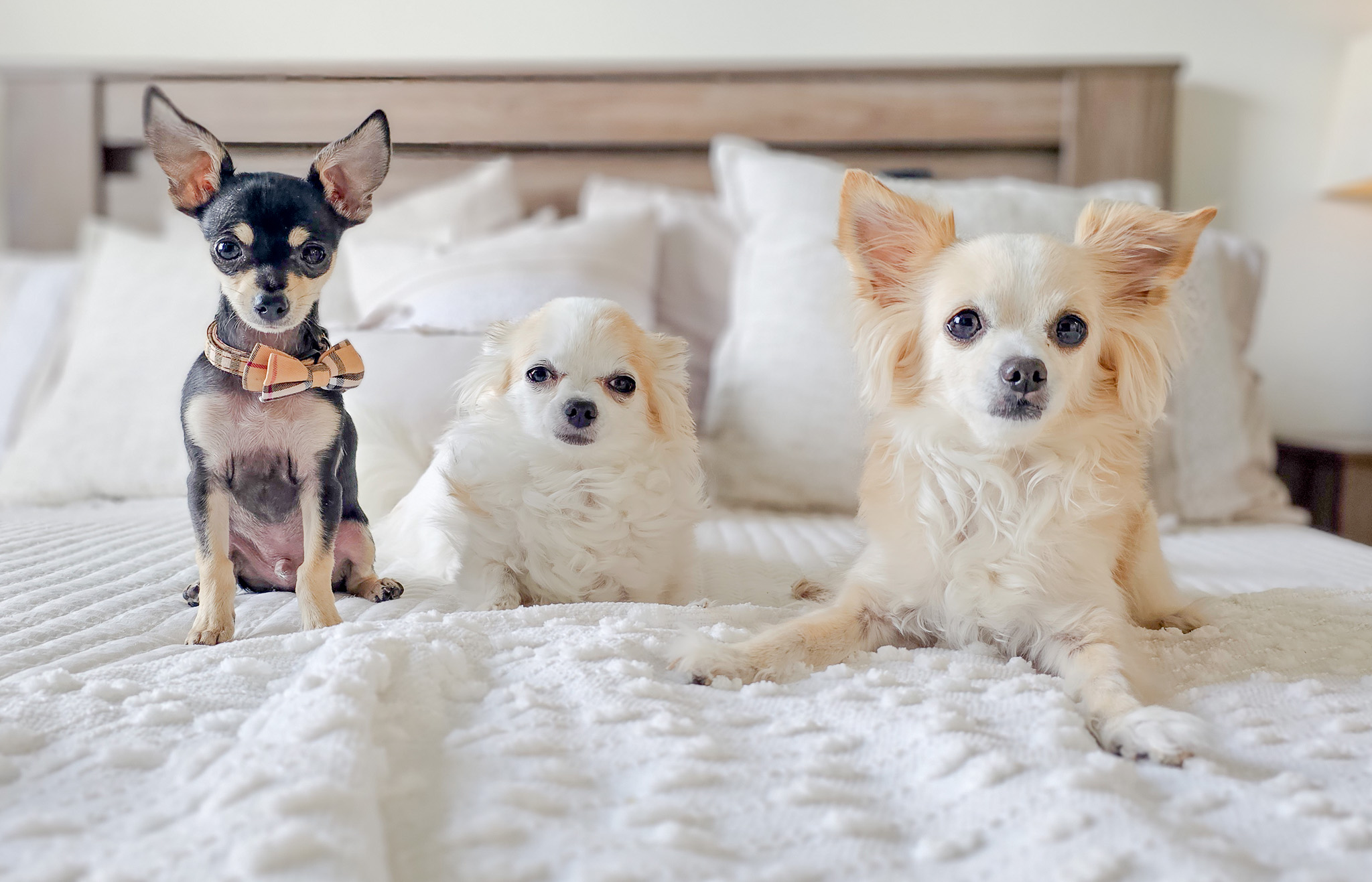 Different Types of Chihuahuas - Best Chihuahua Breeds