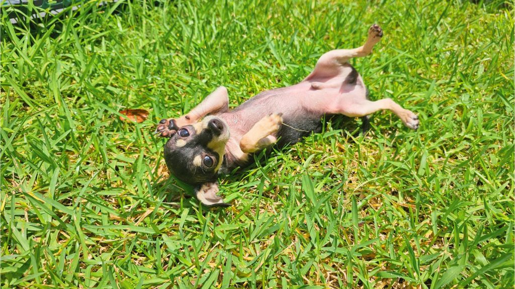 7 Enrichment Activities for Chihuahuas - Fun for Chihuahuas!