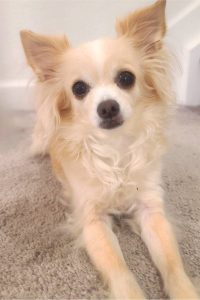The long hair Chihuahua is a type of chihuahua.
