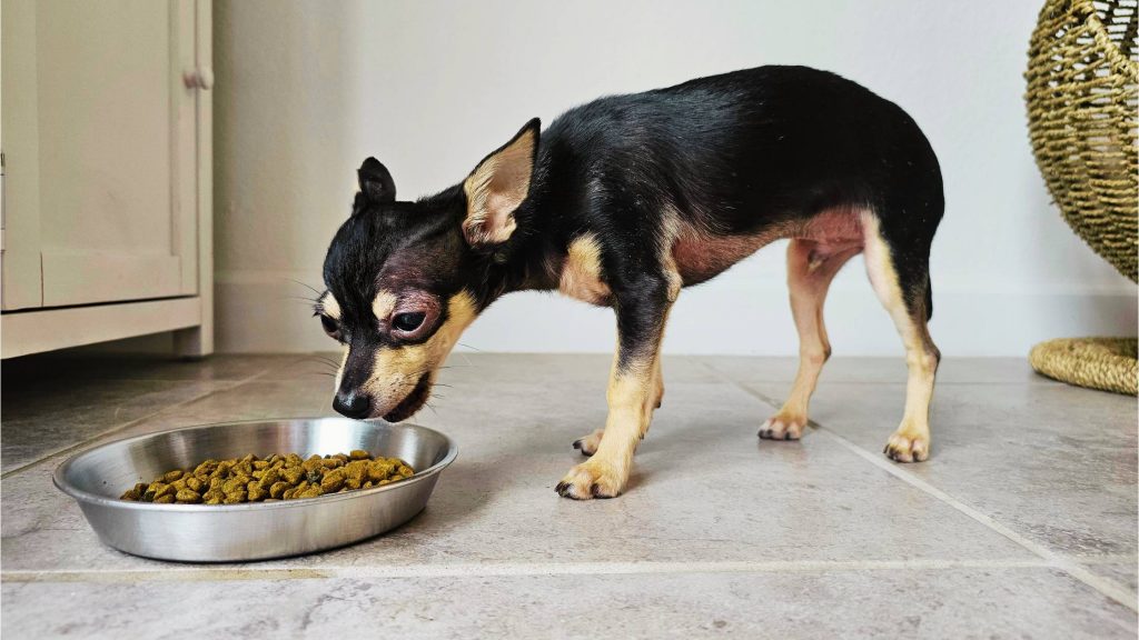 how much food should chihuahua eat