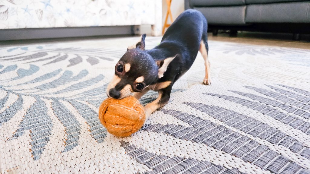 Keto the Chihuahua playing with his ball. 