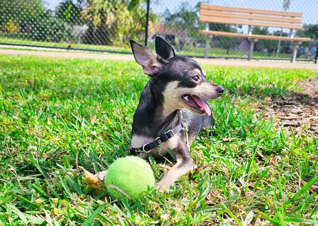Keto the Chihuahua playing with a tennis ball.