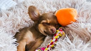 A puppy sleeping next to her toys. 5 Best Small Dog Toys for Chihuahuas.