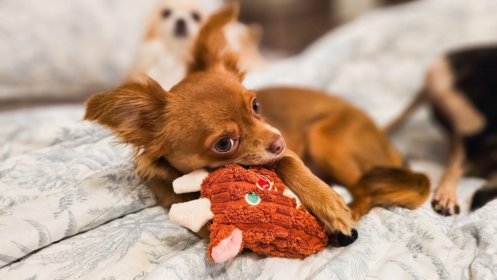 What are the best toys for small dogs?