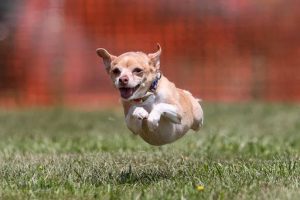 a dog jumping in the air. Ivy, the Chihuahua therapy dog.