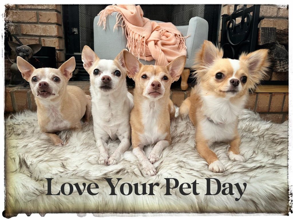 a group of dogs sitting on a rug