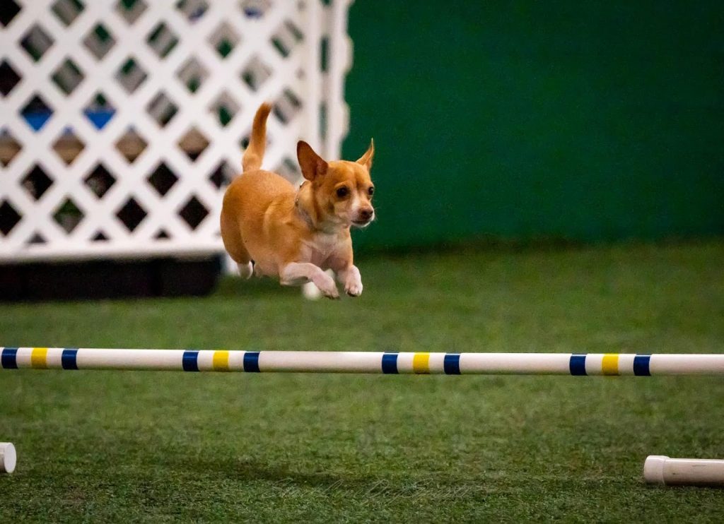 a dog jumping over a hurdle