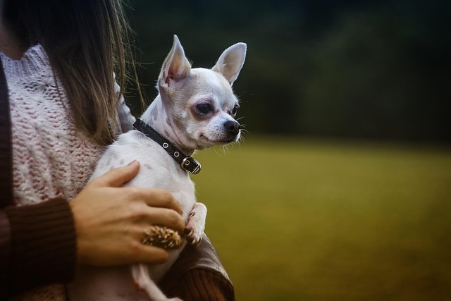 a person holding a small dog