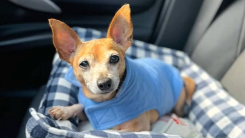 a dog wearing a blue shirt. Bam Bam a senior Chihuahuas story.