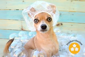 Do you have the latest Chihuahua grooming products?