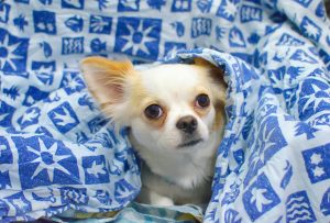 a dog wrapped in a blanket