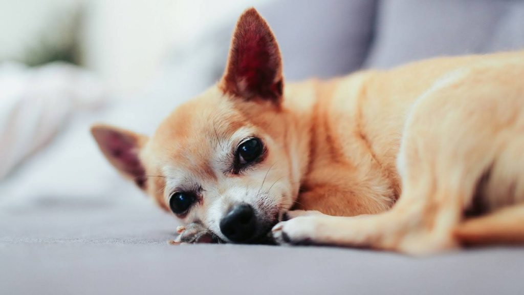 a dog lying on a couch with a chihuahua heart murmur