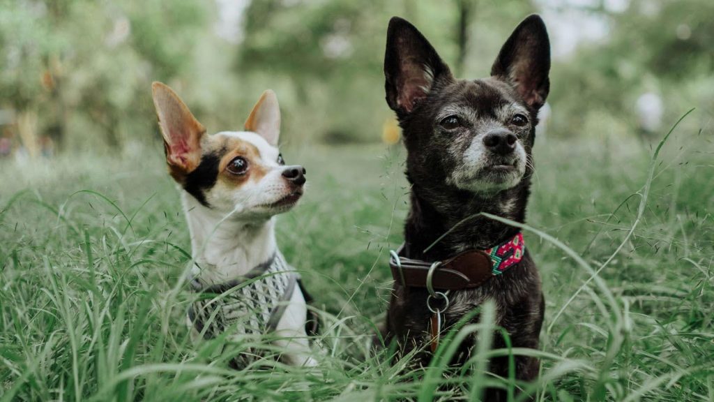 two dogs sitting in the grass