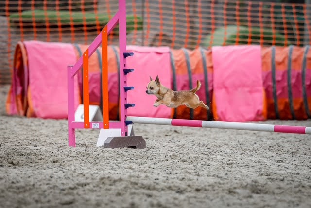 Tiny Chihuahua agility training champion in action.