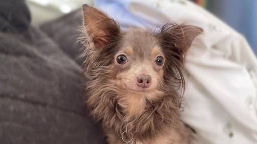 Hazel the senior Chihuahua.