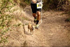 Jellybean the Marathon Chihuahua