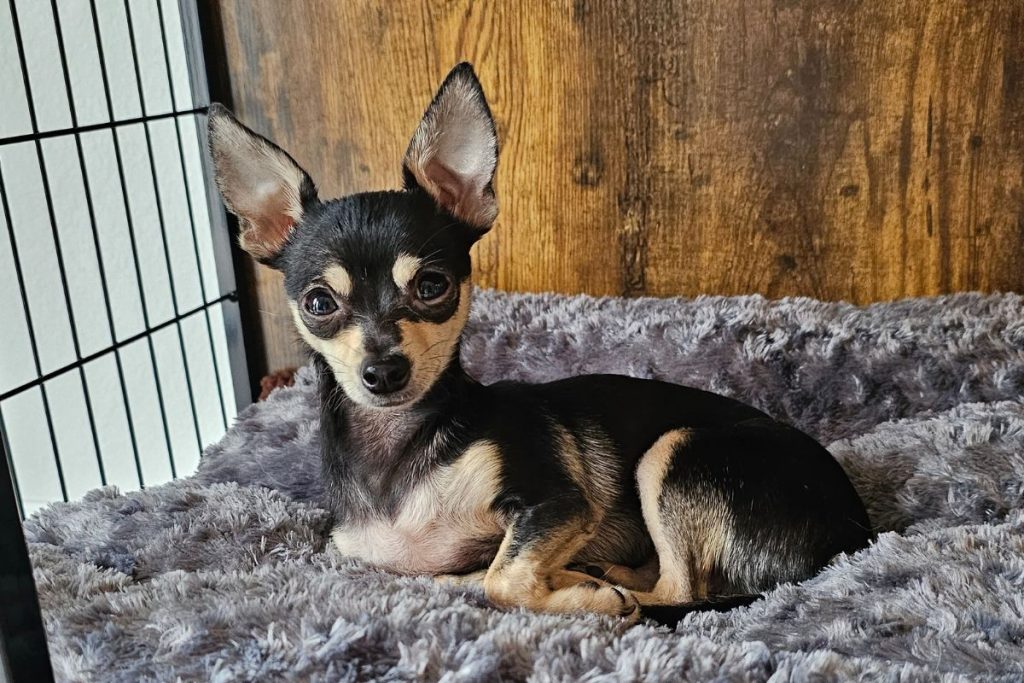 a small dog lying on a bed