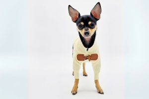 Dazzling Chihuahua Sweaters