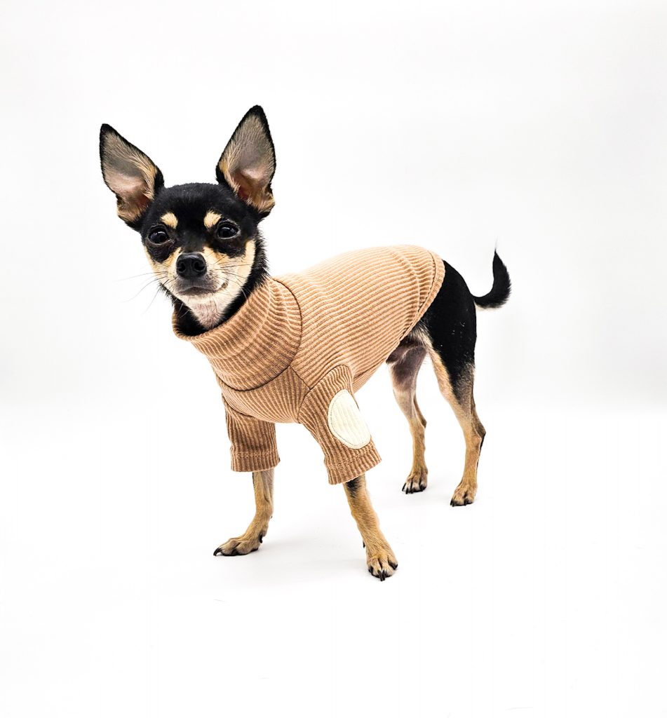 a small dog wearing a sweater. fashionable chihuahua sweaters.