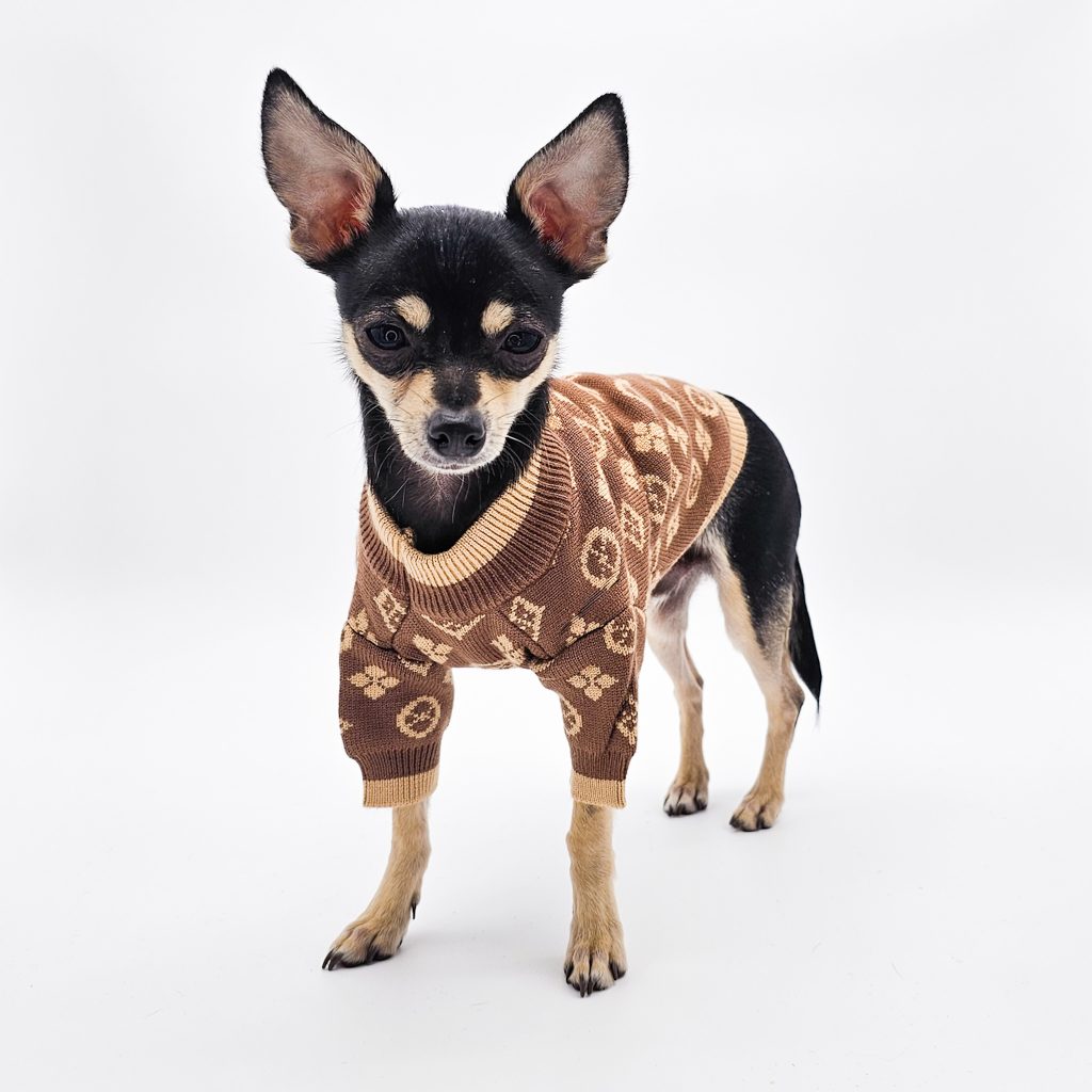 a small dog wearing a chihuahua sweater.