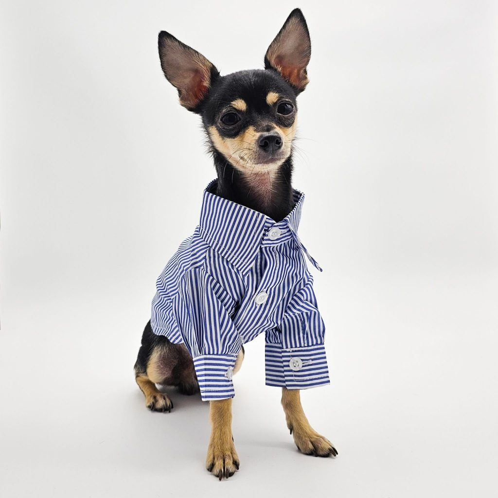 a small dog wearing a shirt