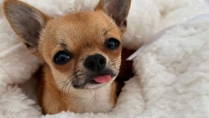 A Chihuahua's Makeup Routine goes viral.