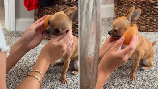 a person holding an egg to a dog. The Chihuahua makeup routine that delighted millions.
