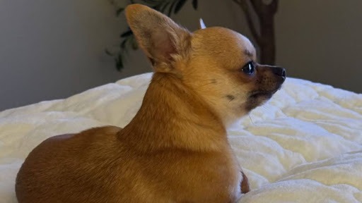 a small dog lying on a bed