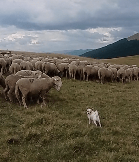 a dog standing in a field of sheep