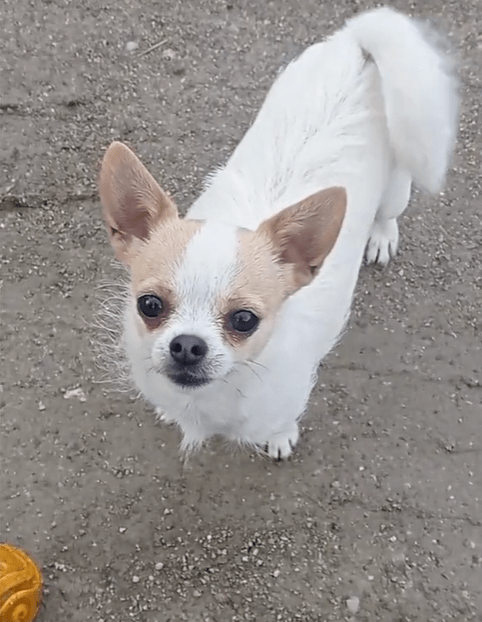 a small white and brown dog standing on a dirt road