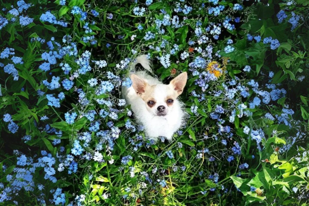 Obi-Wan, the little Chihuahua sheepdog.