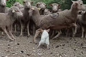 a dog standing in front of a group of sheep