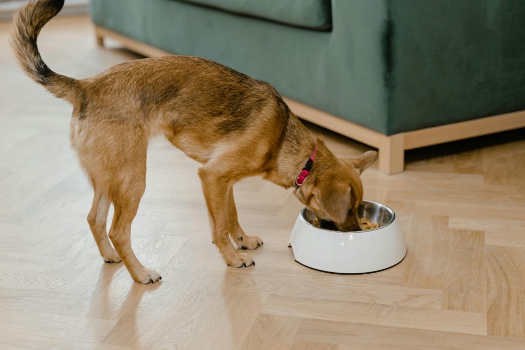 a dog eating from a bowl. how much food should a Chihuahua eat?