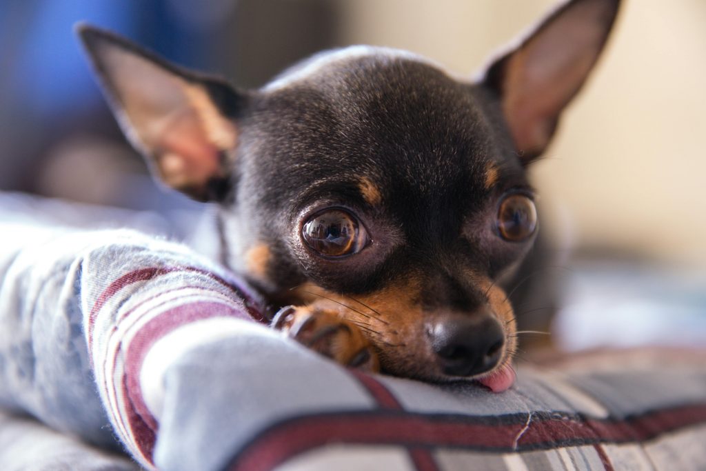a small dog licking its paw on a blanket. how to create a safe space for dogs with anxiety.