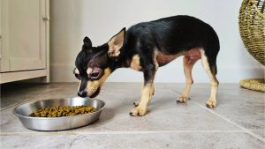 how much food should chihuahua eat