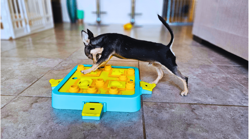 The Chi Society Reels - Keto is playing with his puzzle - one of the many great activities for Chihuahuas
