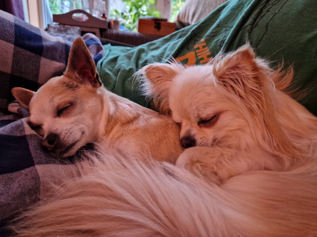 two dogs lying on a bed